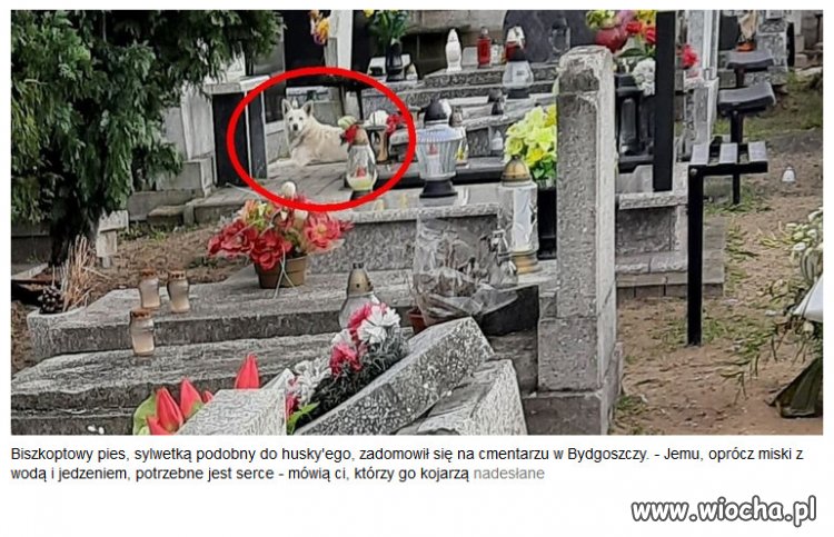 Pies zamieszkał na cmentarzu. Ponad 2 lata na nim koczuje.