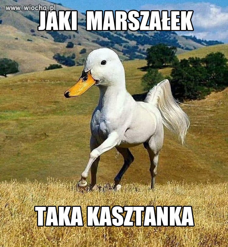Jaki marszałek 