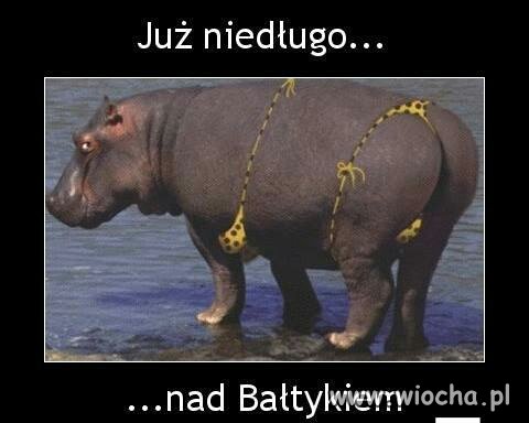 Krycha P. nad morzem.