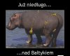 Krycha P. nad morzem.