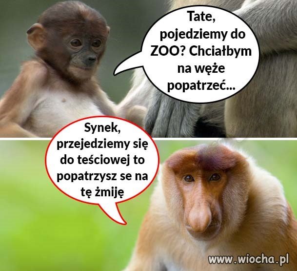 Wycieczka do ZOO 