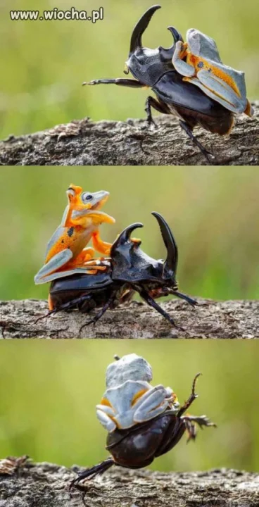 Naprzód