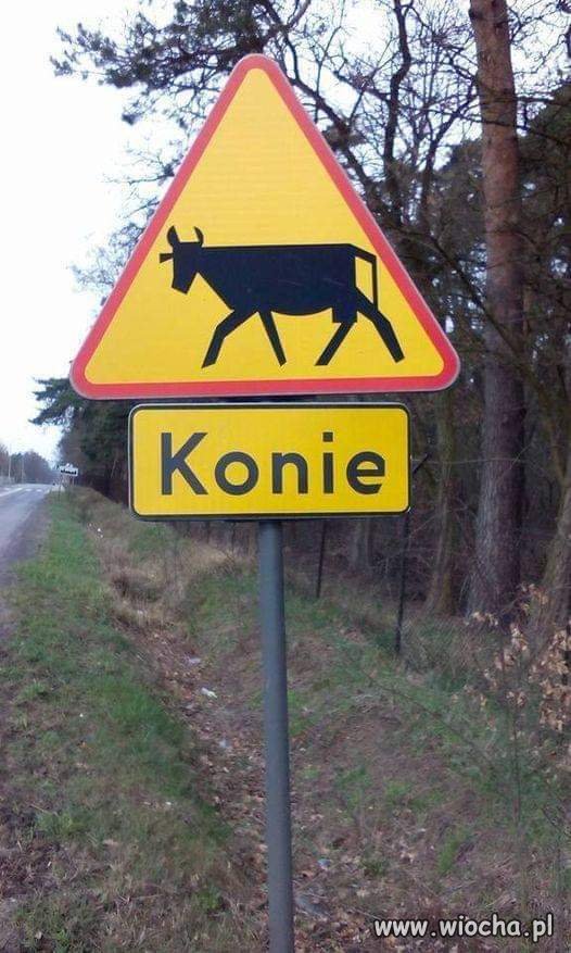 Poszły konie  po betonie 
