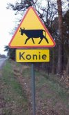 Poszły konie  po betonie 