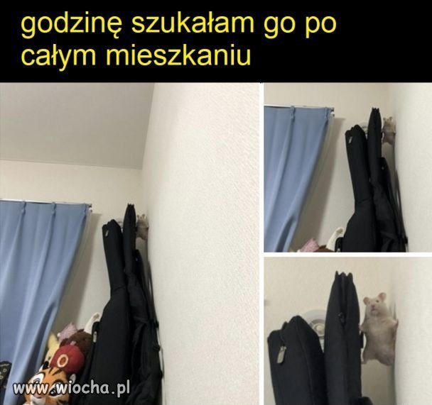 Heheszki
