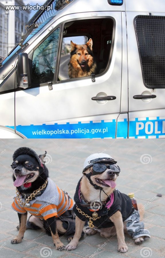 Pieskie życie