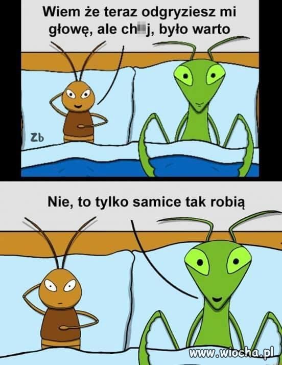 Modliszka 