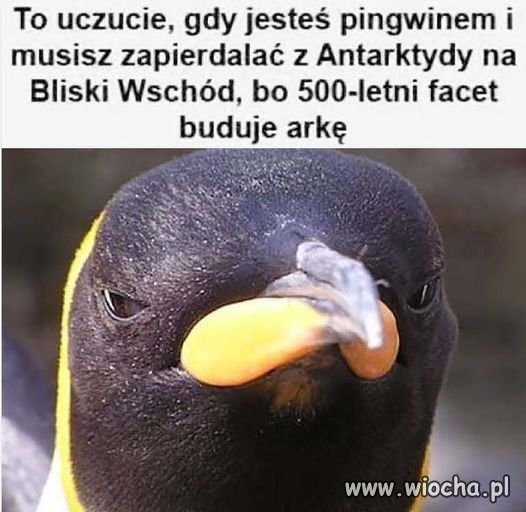 A kangury, dziobaki i kolczatki