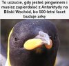 A kangury, dziobaki i kolczatki
