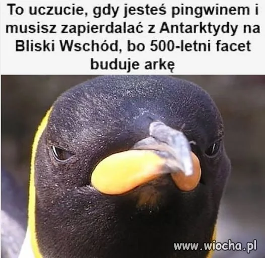 A kangury, dziobaki i kolczatki
