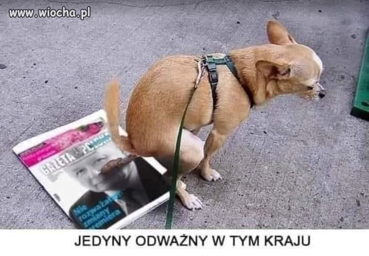 I niech ktoś powie że zwierzęta są głupie