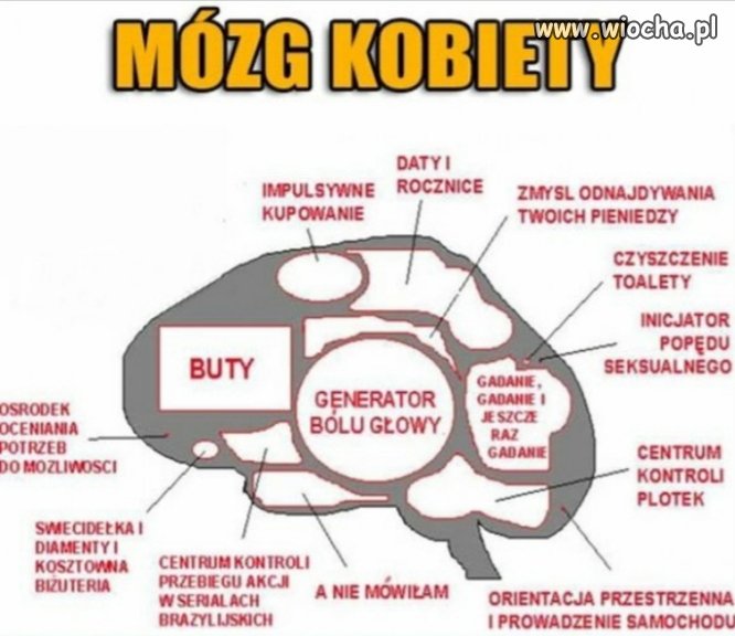 Mózg kobiety 