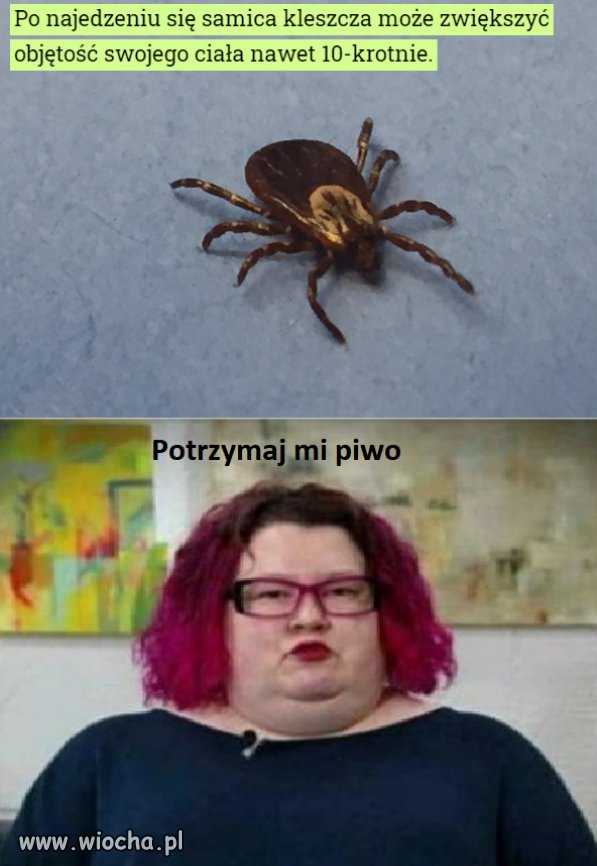 Samica.   