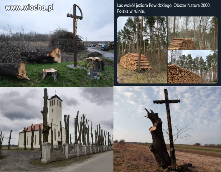 Drzewa, to se mogą rosnąć w lesie, a nie zasłaniać