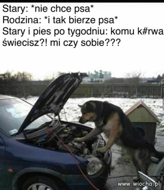 Stary i pies