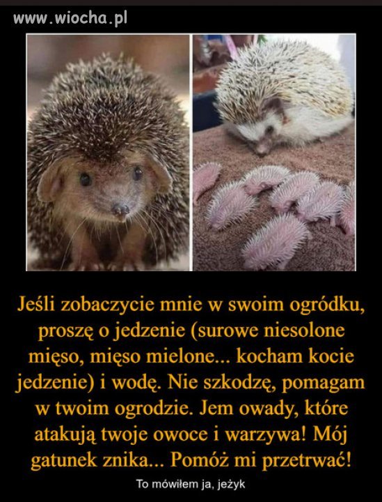 Pomóżcie jeżykom przetrwać! 