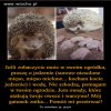 Pomóżcie jeżykom przetrwać! 