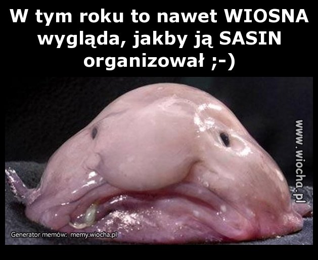 W tym roku to nawet WIOSNA wygląda, jakby ją SASIN