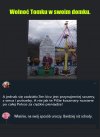 Wolnoć Tomku w swoim domku.