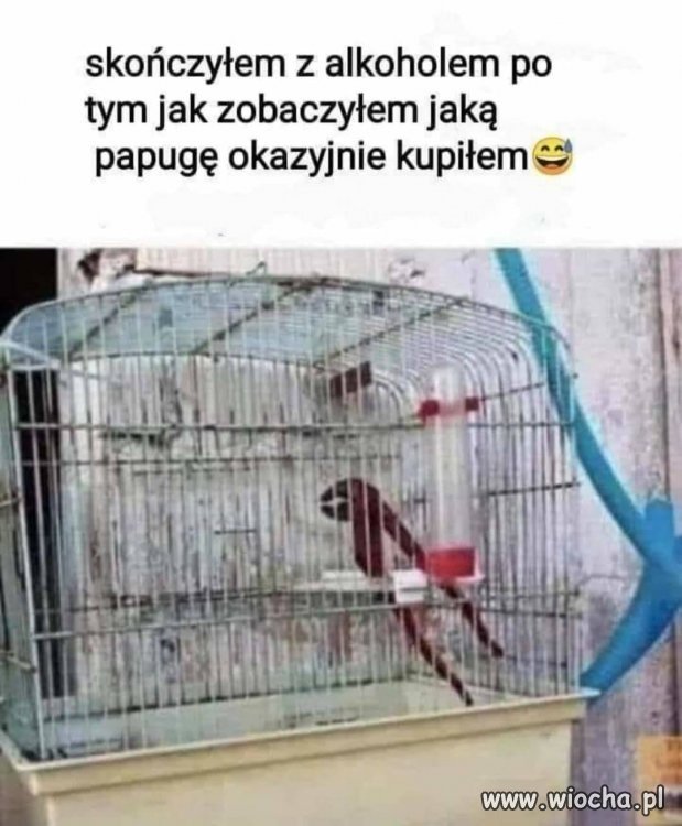 Ptak jak ptak