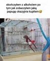 Ptak jak ptak