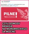 Buldogi gryzą się po kostkach 