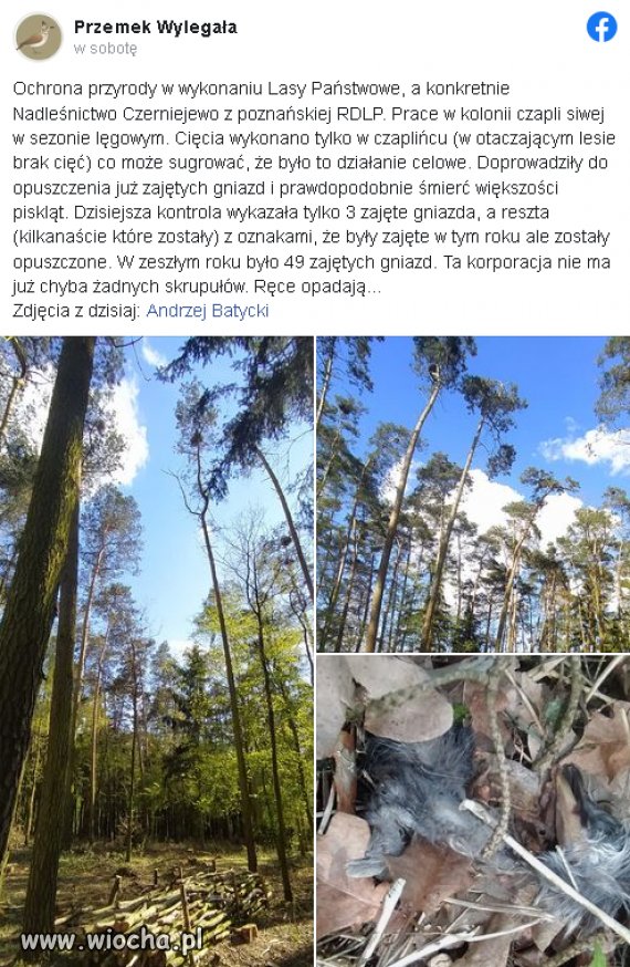 W Nadleśnictwie Czerniejewo wycinając drzewa zniszczono gniazda 
