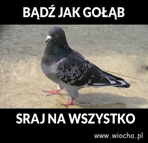 Bądź jak gołąb 