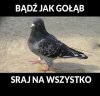 Bądź jak gołąb 