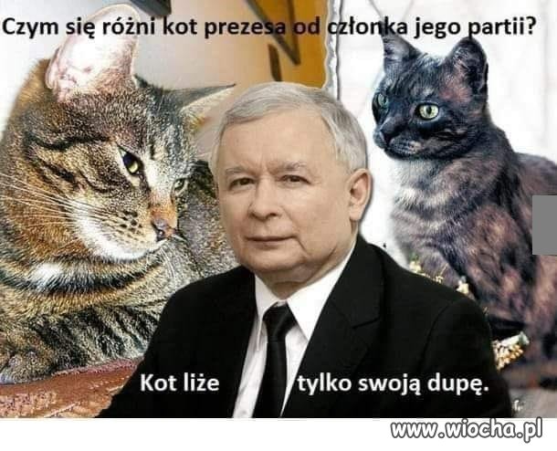 No i kot ma wyższe IQ ...