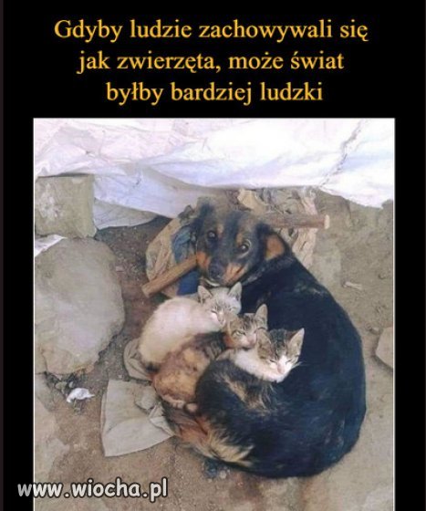 Dużo w tym prawdy...