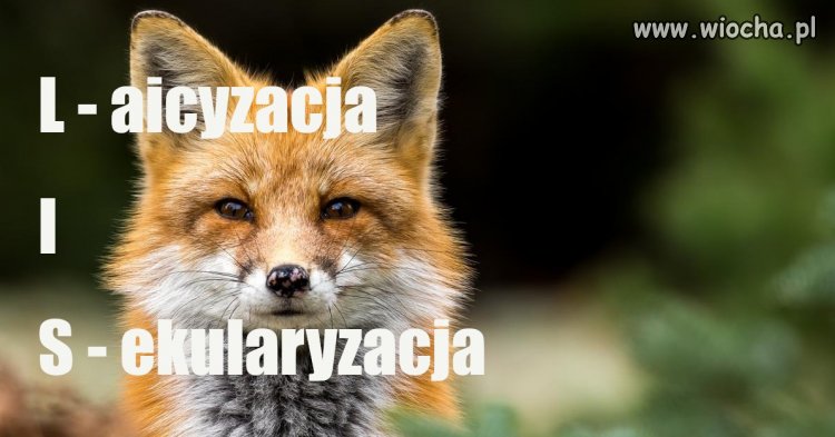 Co z tym lisem w Polsce? 