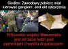 Przestępcy w mundurach, kiedy zaczniecie strzelać do narodu ?