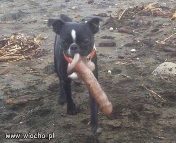 Świadkowie jehowy już do mnie nie zaglądają
