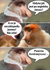 Po angielsku Dudowiec