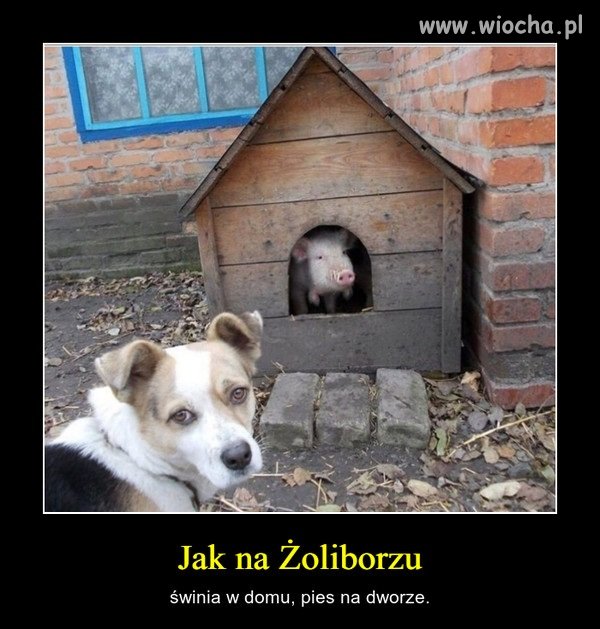Z tą różnicą, że psów tam jest całe stadko ...