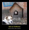 Z tą różnicą, że psów tam jest całe stadko ...