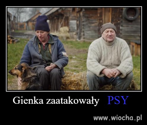 Atak psów na Gienka 