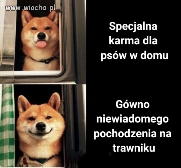Psy takie są