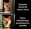 Psy takie są