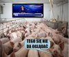 To co to musi być