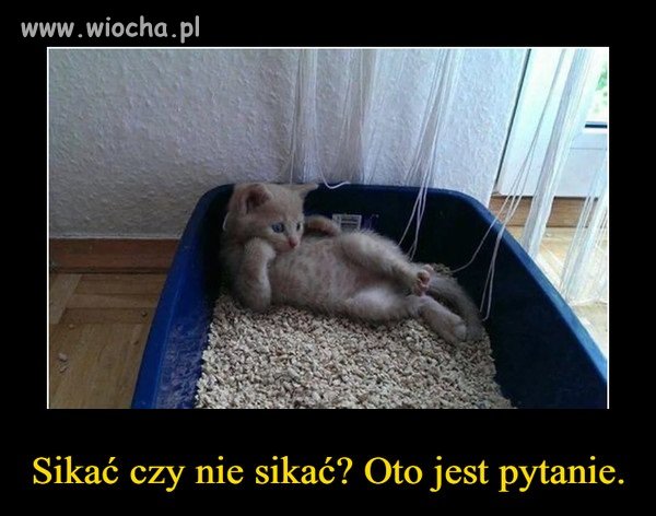 Kocie dylematy