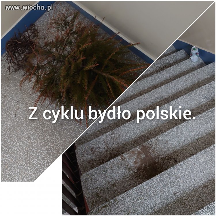 Polska kulturalna.