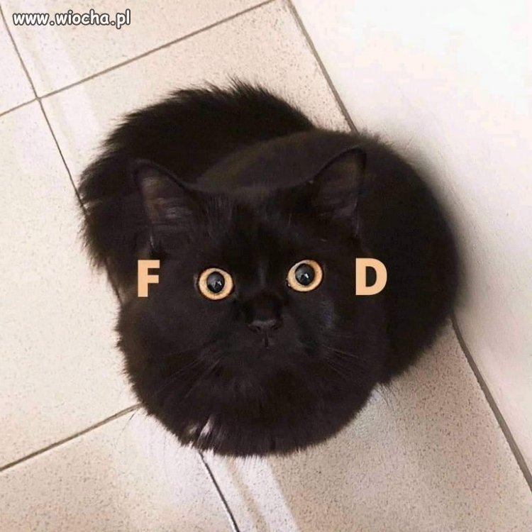 Kitku
