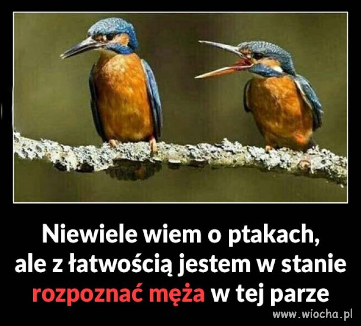 Gdzie samiczka ?