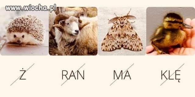 Rebusik