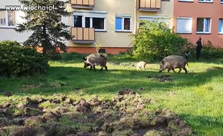 Dziki przejmują Toruń.
