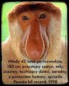 Ogłoszenie 