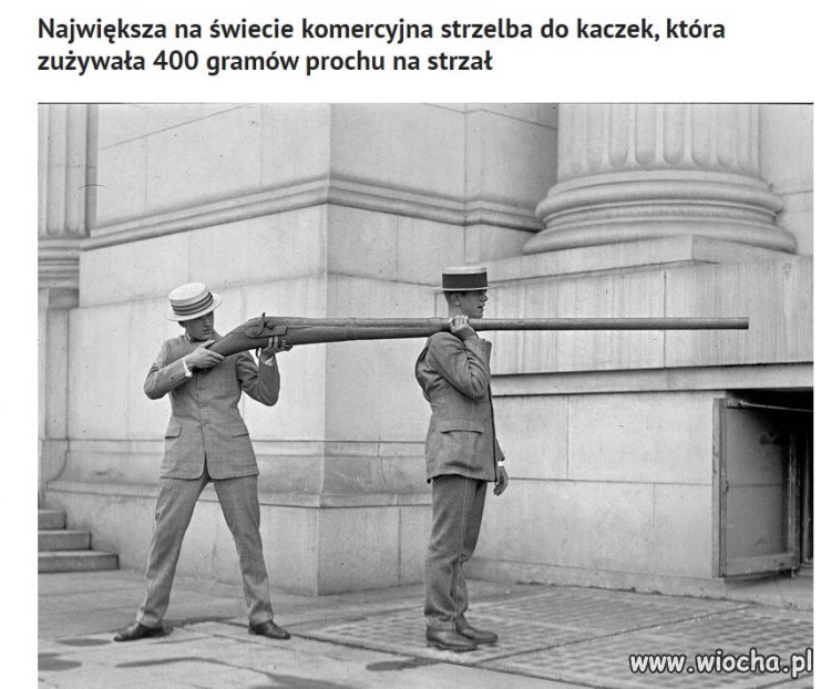 I żaden kaczor