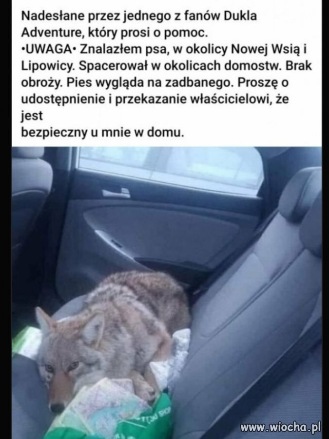 Znaleziono psa